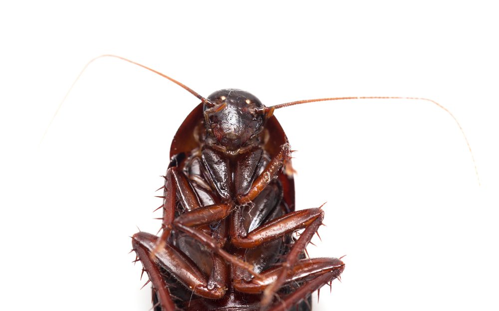 Cannon Termite & Pest Control Serving Lakeland & Winter Haven