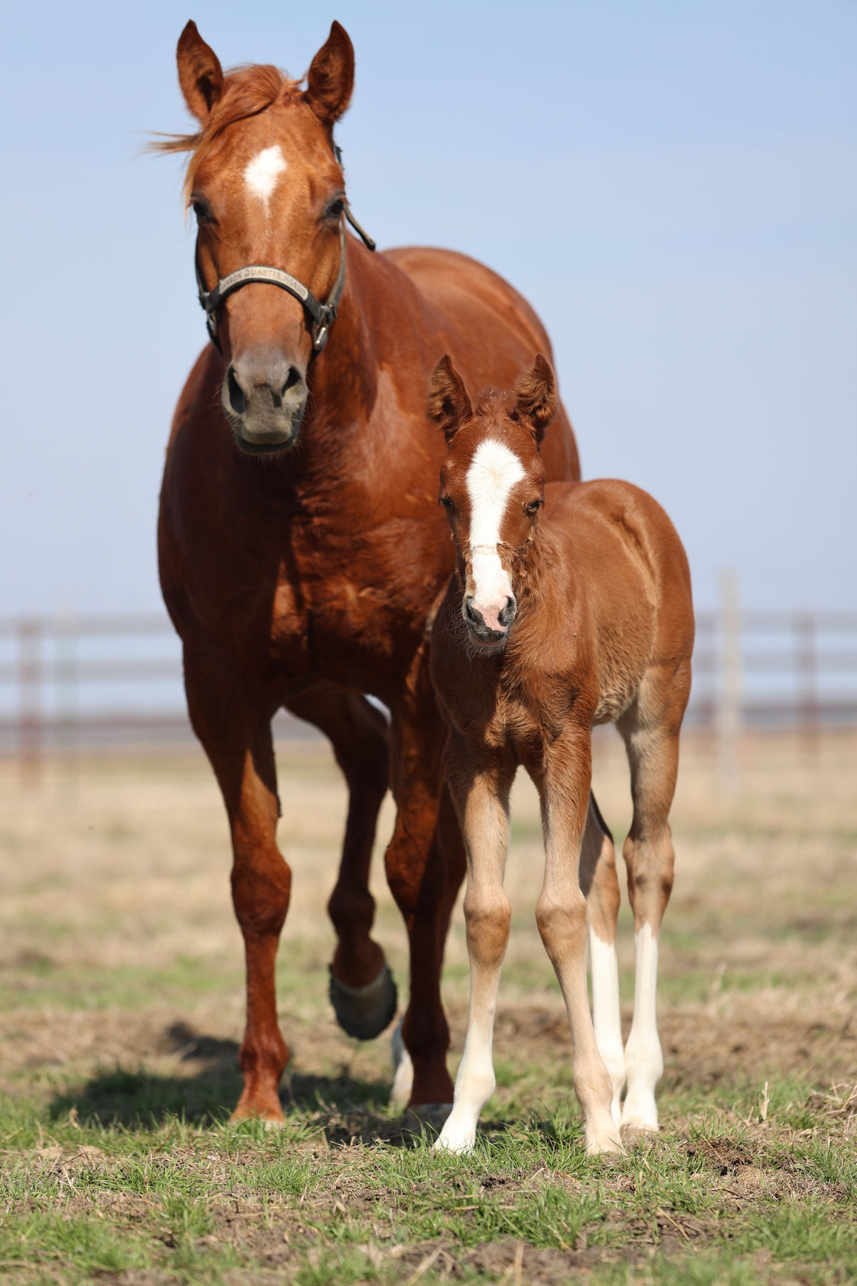Im Reyly Tuff Cannon Quarter Horses