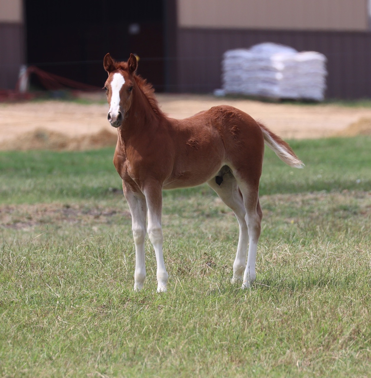 Tuffest Boon Cannon Quarter Horses