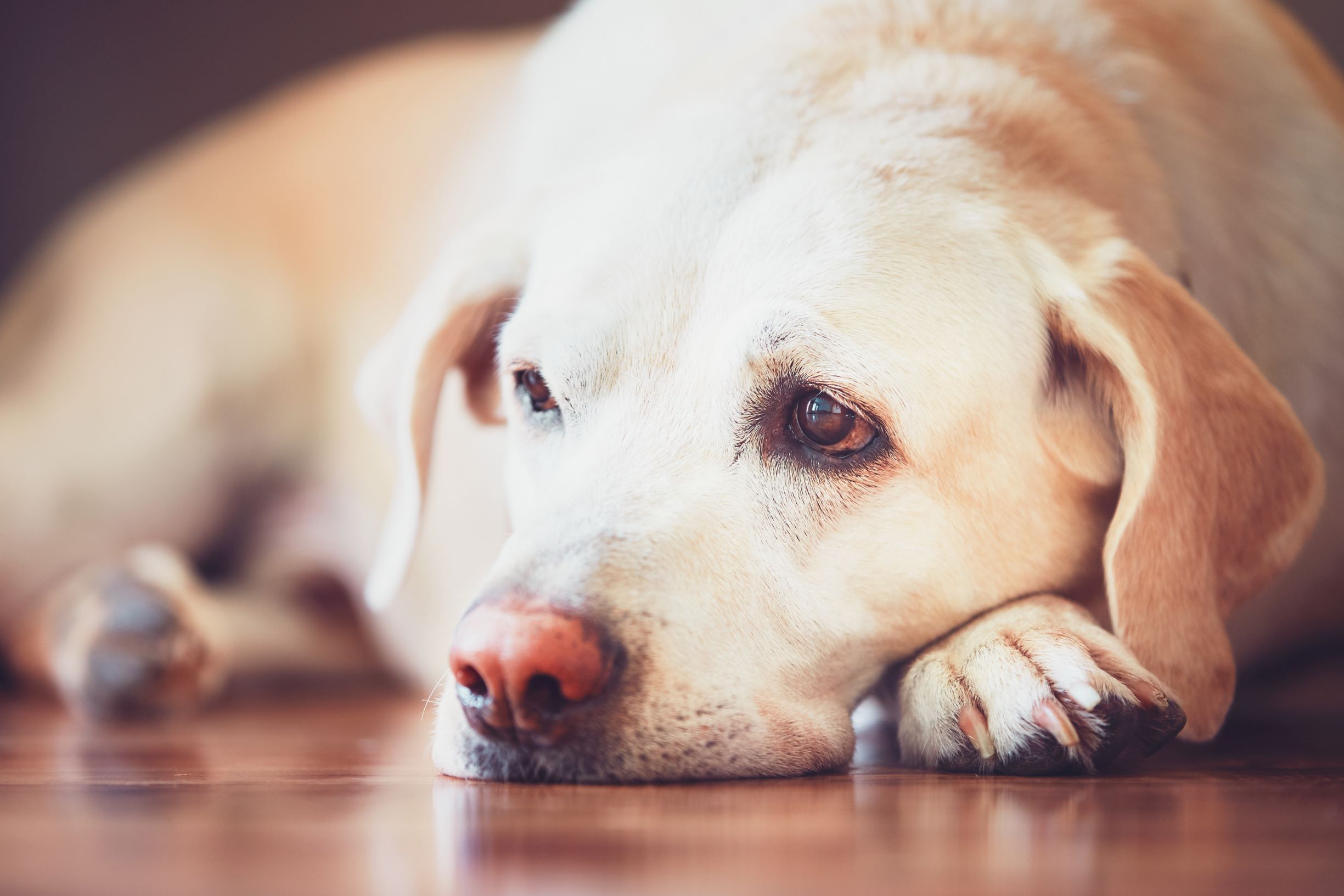 The Science Behind Depression in Dogs Can Cannabidiol Help?﻿ CannPal