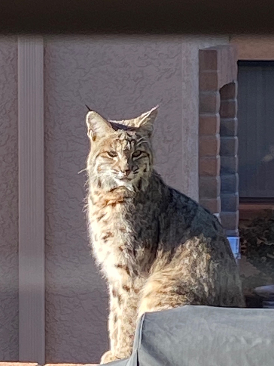 Local Critters Canoa Estates II