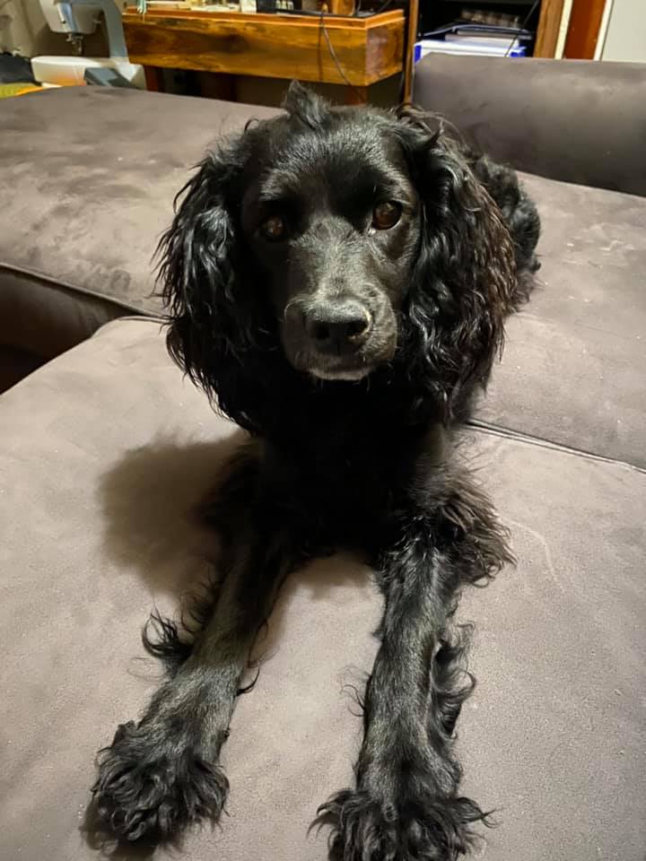 Flat Coated Cockapoo atelieryuwa.ciao.jp