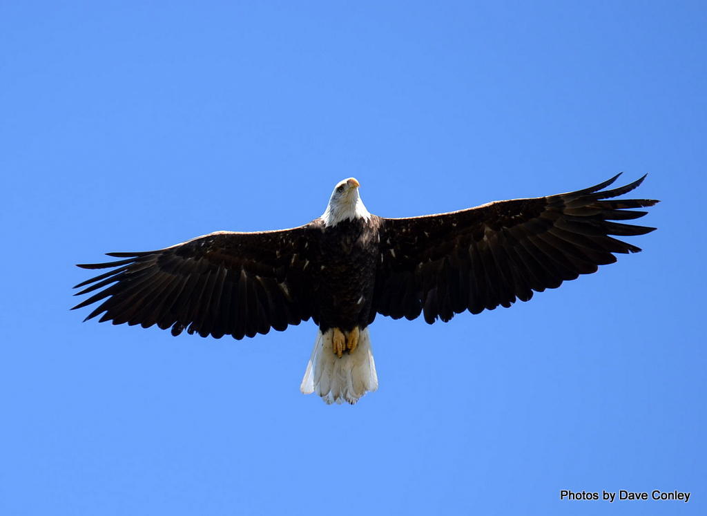 BaldeagleMaine canoemaine