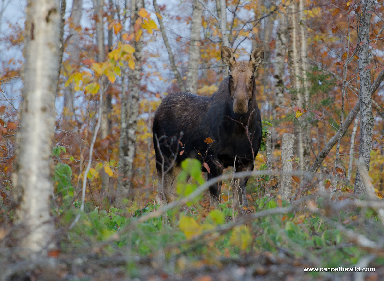 cow moose while on Maine moose hunt Canoe the Wild