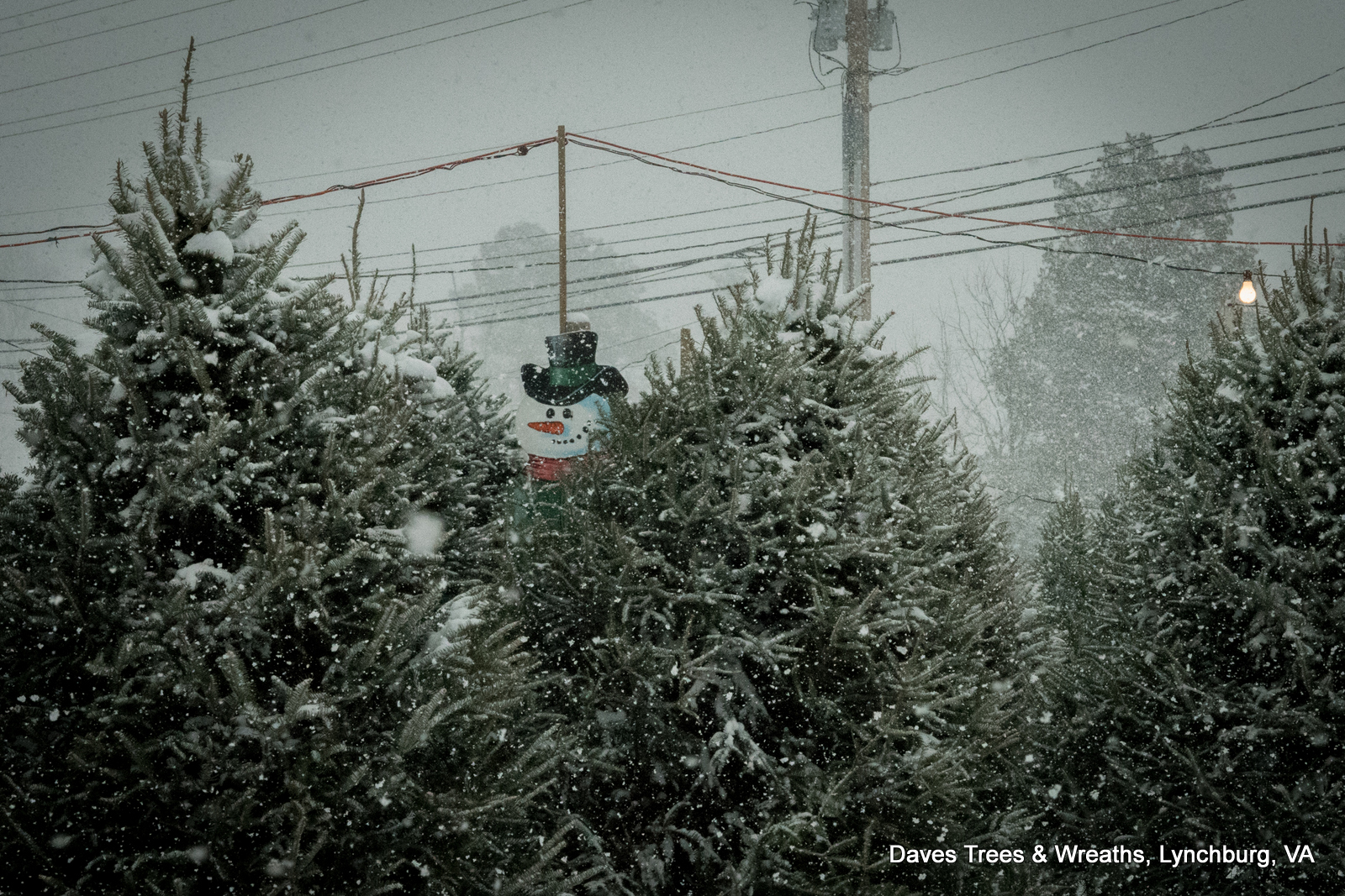 Dave's Maine Christmas Trees and Wreaths, Lynchburg, Virginia