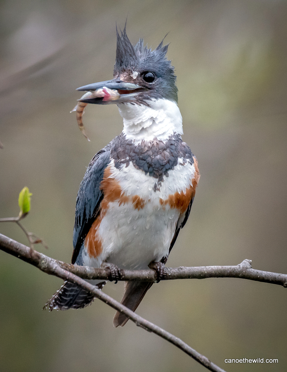 Belted Kingfisher Canoe the Wild