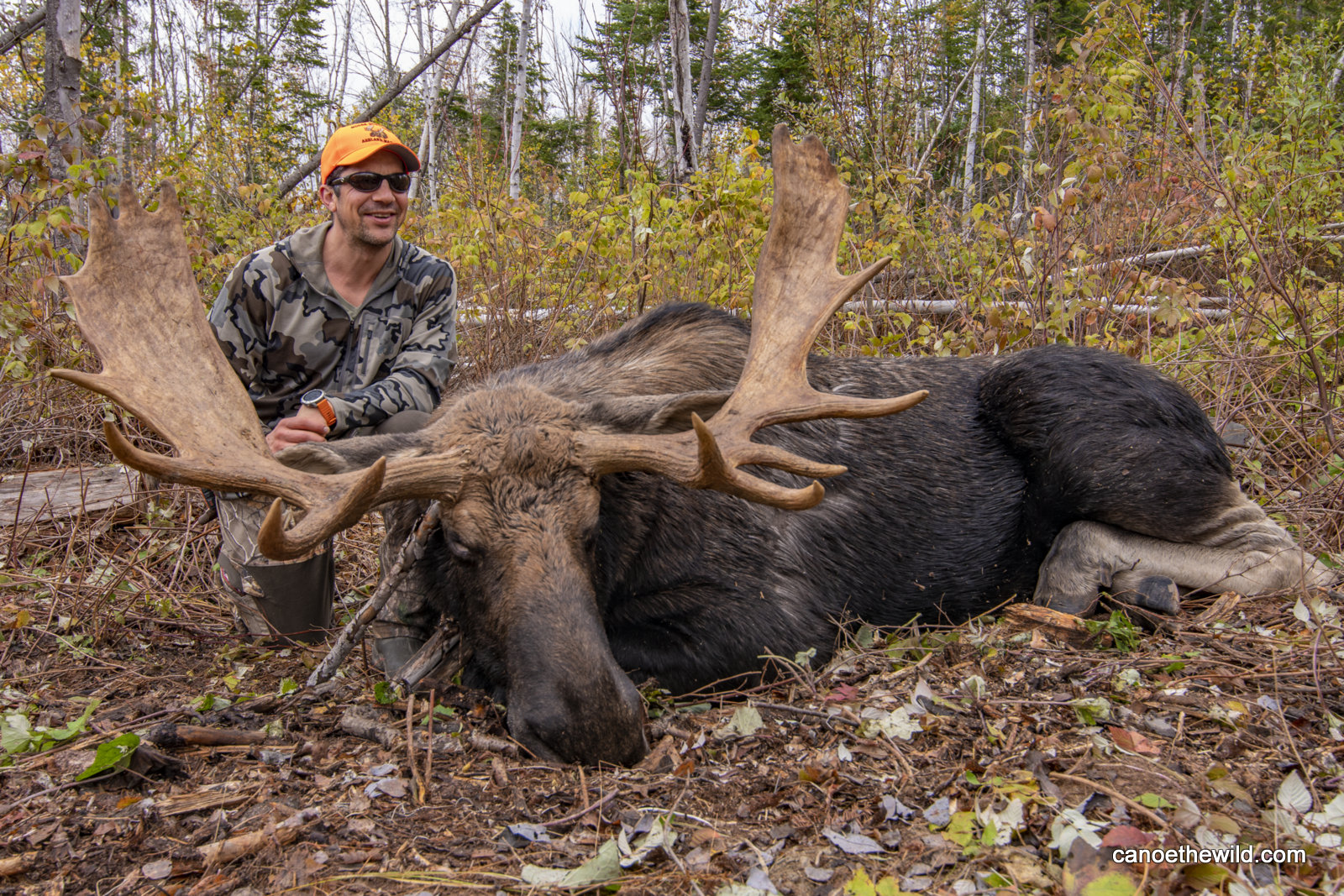 Maine Moose Hunt Canoe the Wild