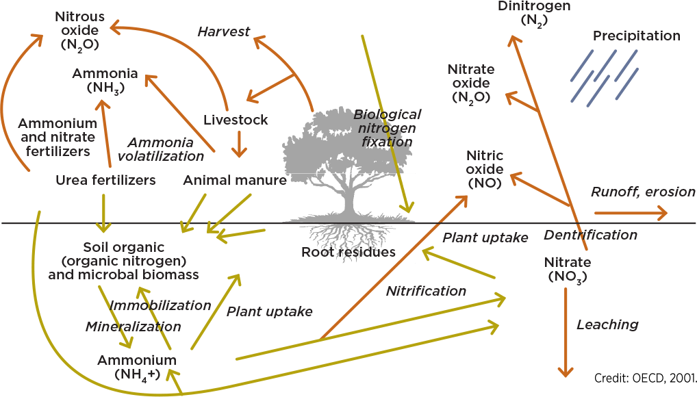Improve nitrogen use efficiency Canola Digest