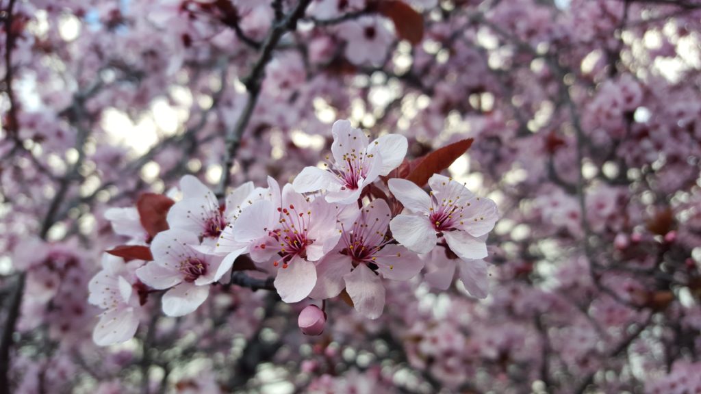 Spring in Bloom Flowering Trees Around Palo Alto Canopy Canopy