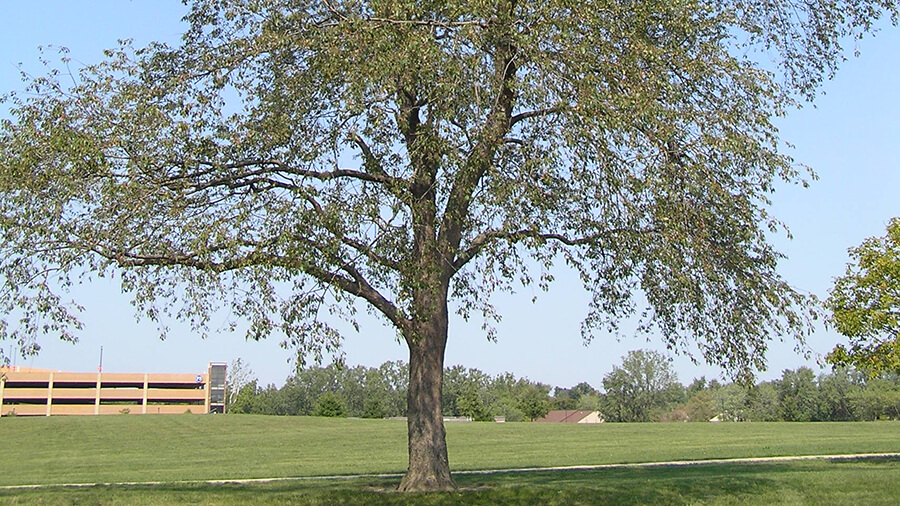 blackcherrytree Canopy Canopy