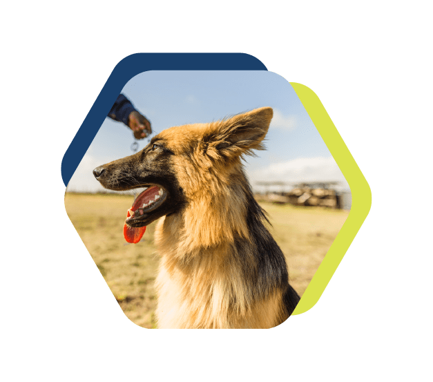 Security Dogs Canopy Life Academy