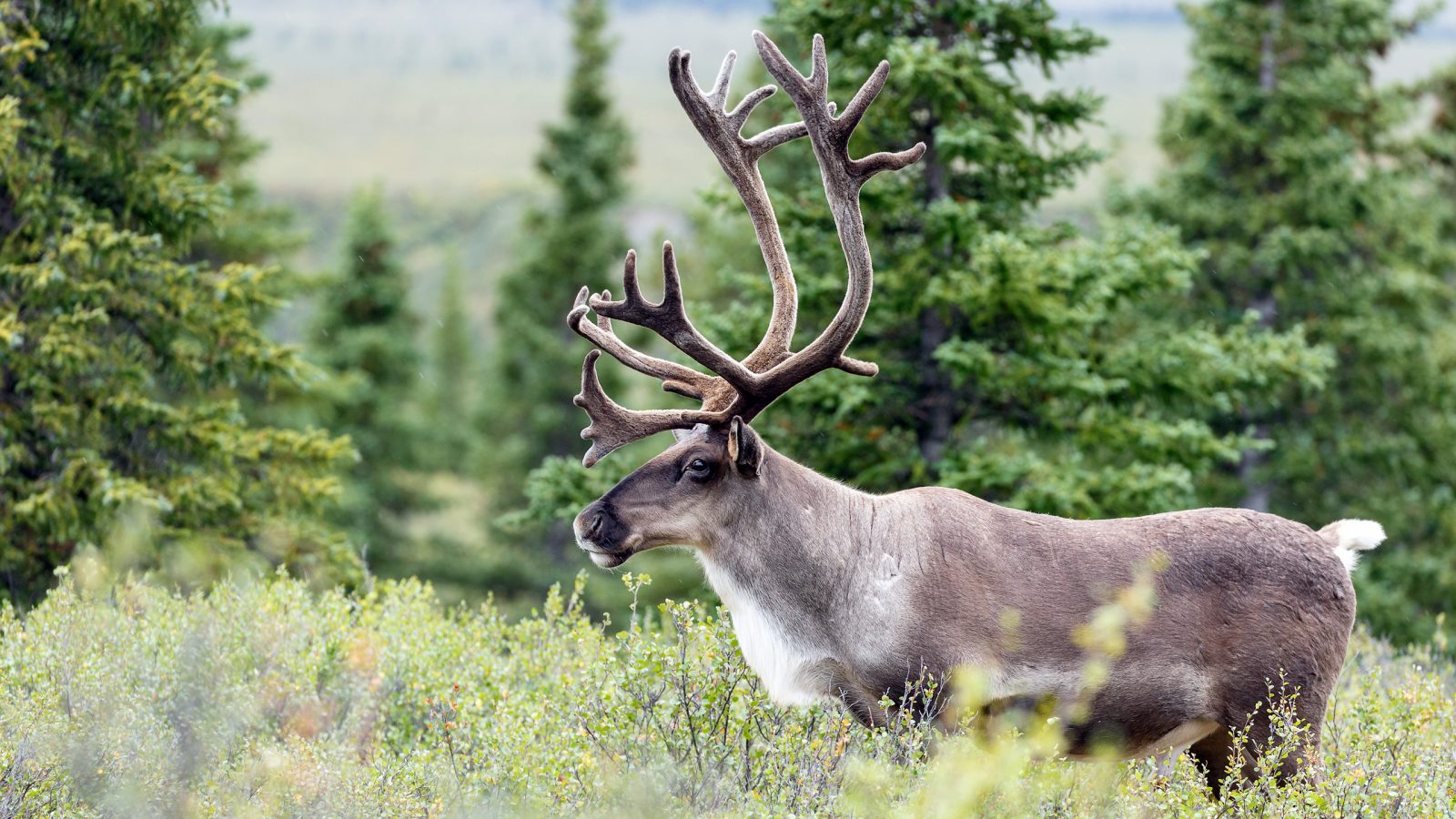 23 Animals You Will Find in Canada Cansumer