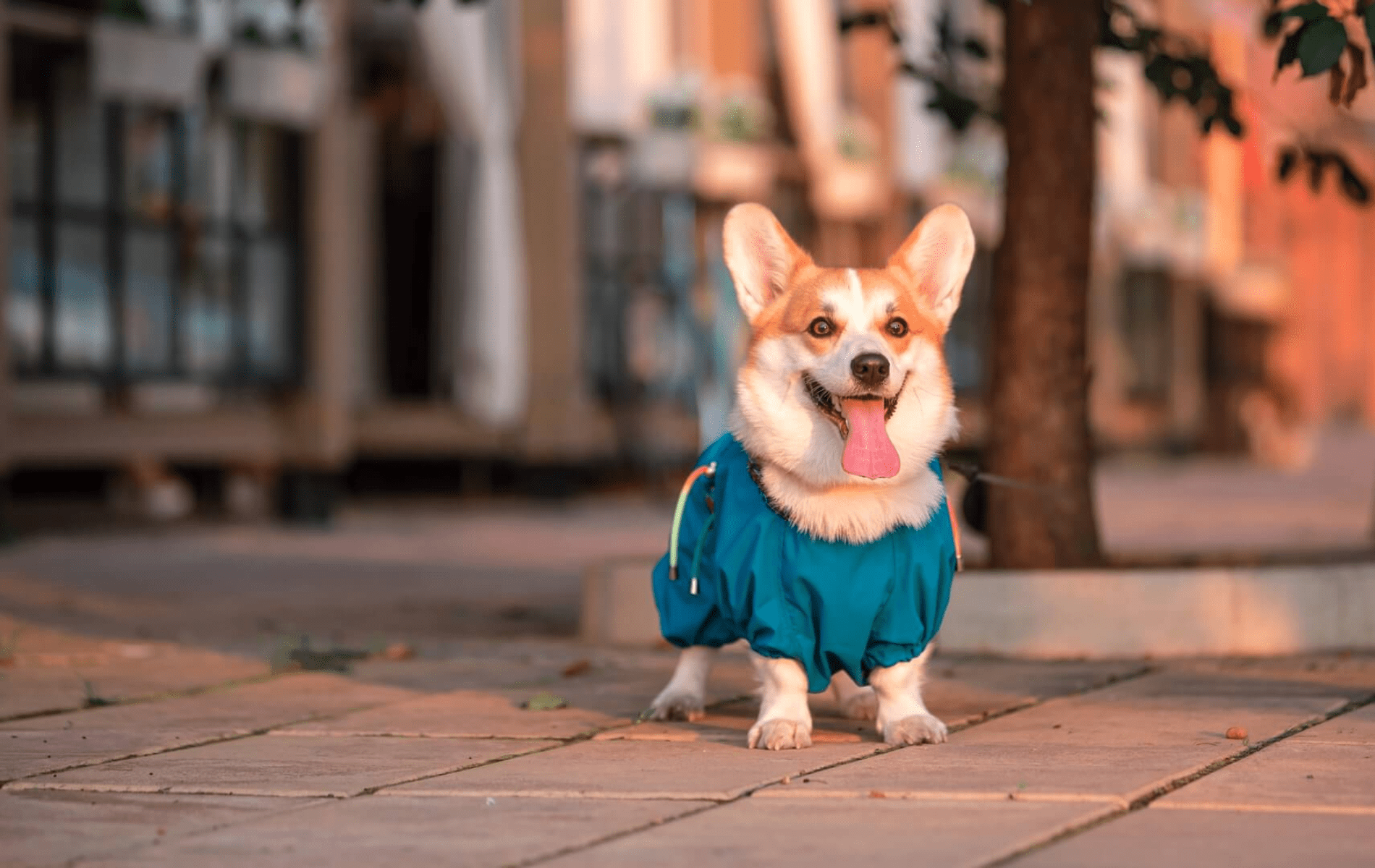 Canton Veterinary Clinic Patient Gallery Vet Clinic In Canton, IL