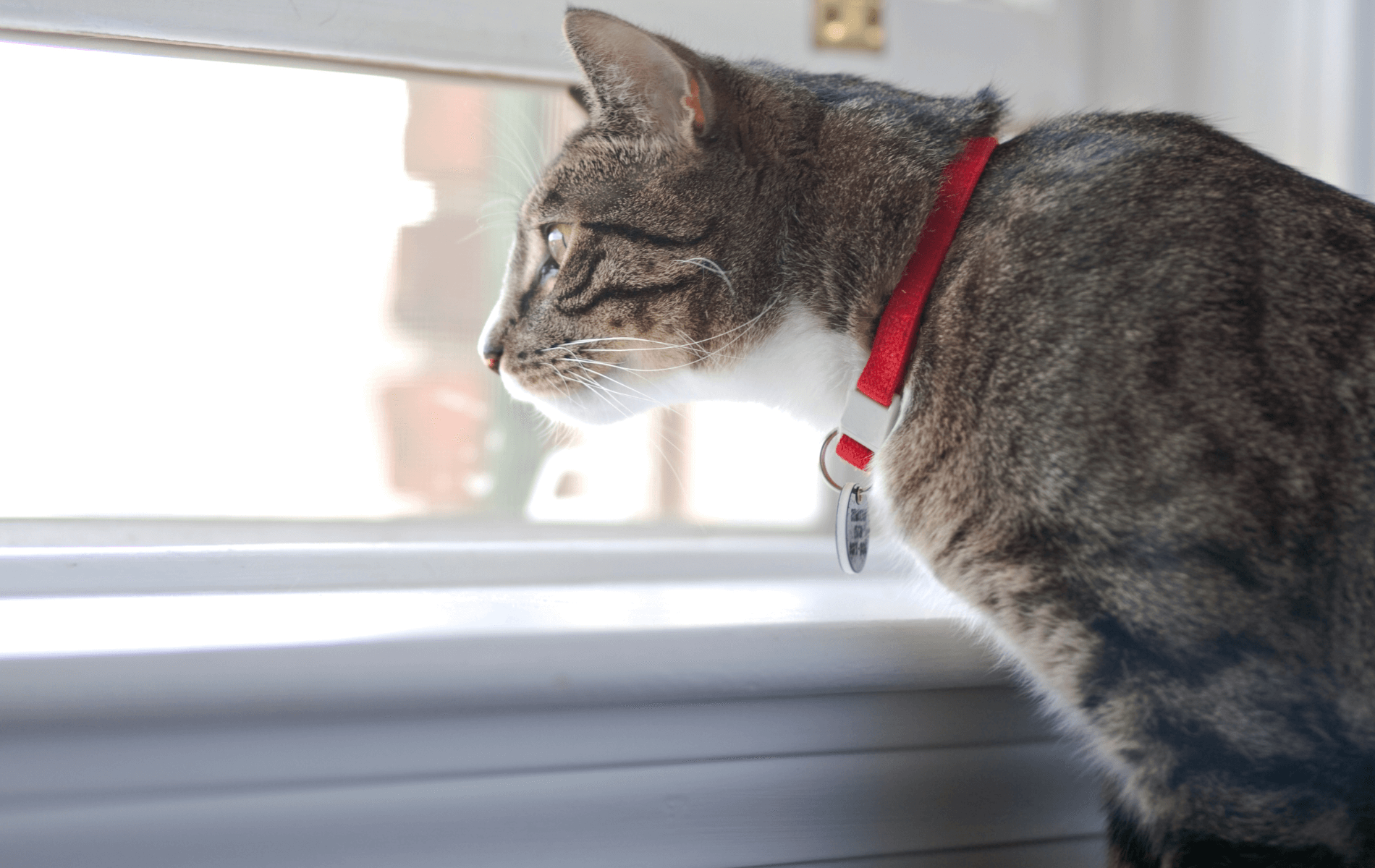 Surgery Consent Form Canton Veterinary Clinic