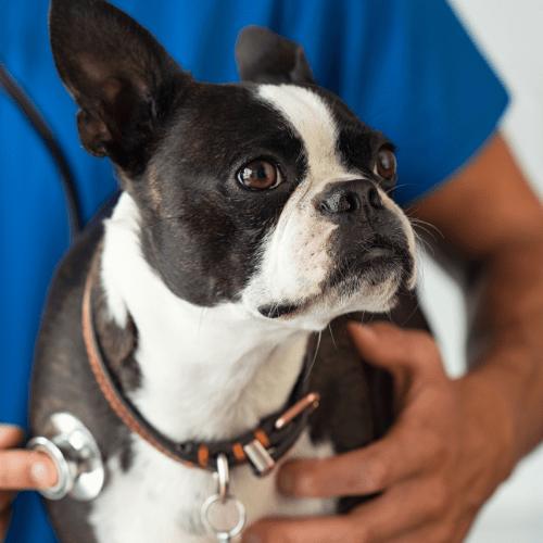 Canton, IL Veterinary Services Canton Veterinary Clinic