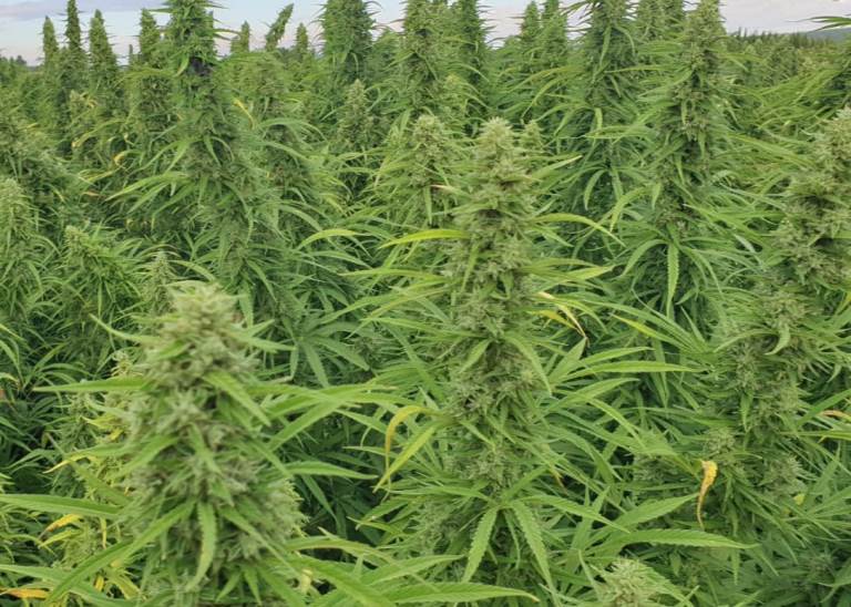 CBG biomass 7,19 Cantopia