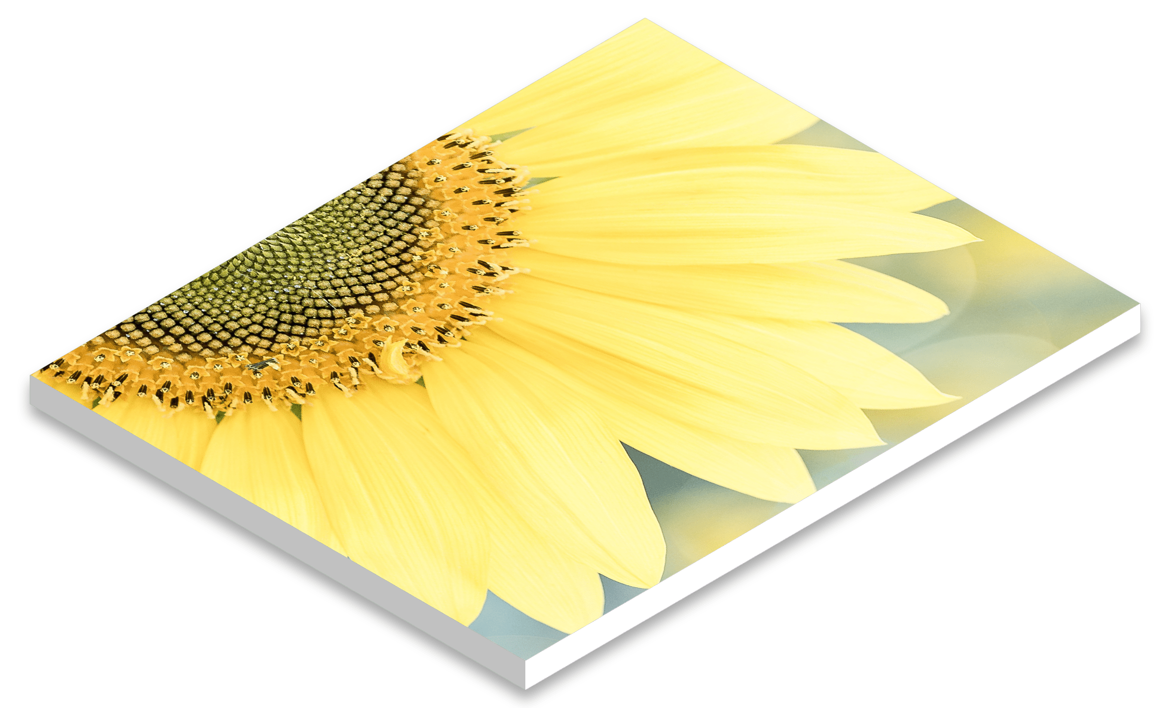 Border Colors CanvasHQ