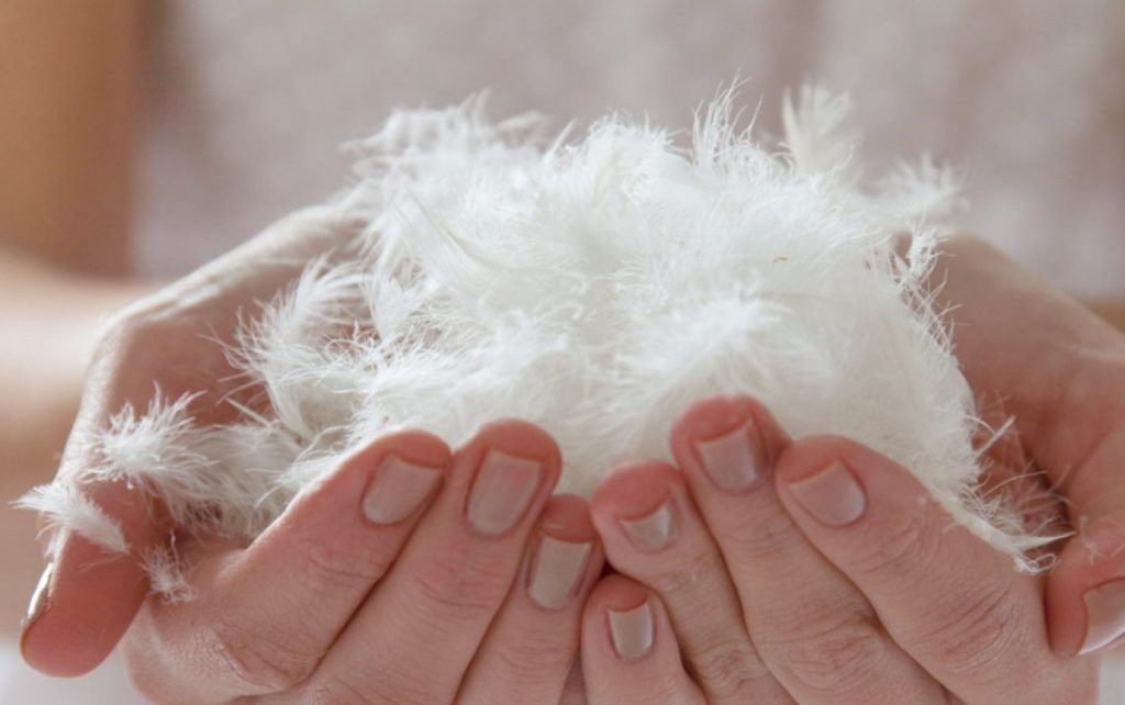 Cleaning Feather Pillows Canvas Magazine