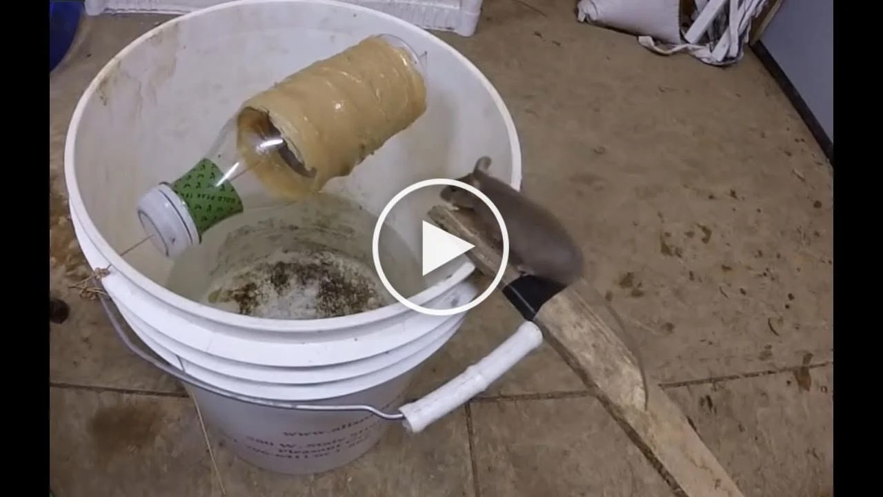 Catching rats with a bucket and a balloon Canvids