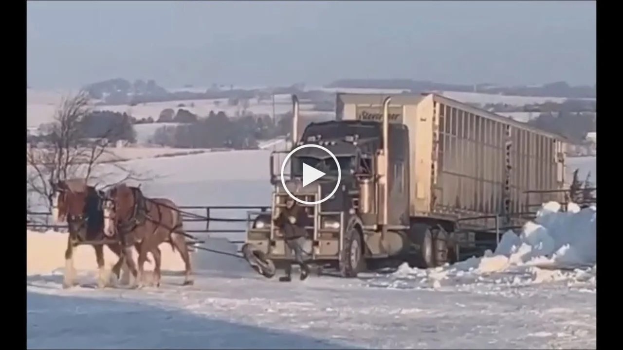 Two horses pulling semitruck from icy driveway Canvids