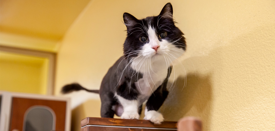 Boarding at Canyon Pet Hospital