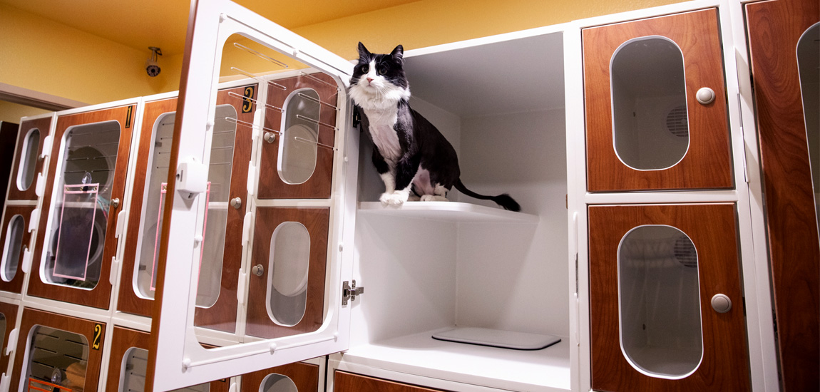 Canyon Pet Hospital Tour