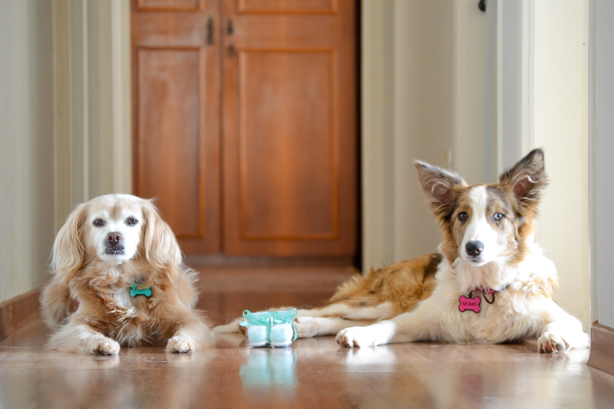 Qual a melhor raça de cachorro para apartamento?
