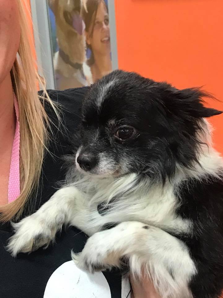 Red Deer Adoption Center Companion Animal Outreach Services