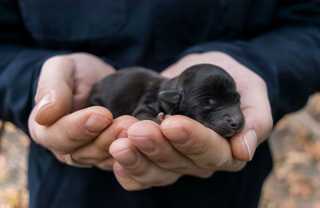 Trächtige Hündin birgt ein großes Geheimnis in ihrem Bauch Dann kommt das erste Baby