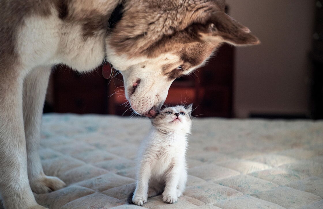 Aus diesem rührenden Grund denkt Kätzchen Rosie, es sei ein Husky