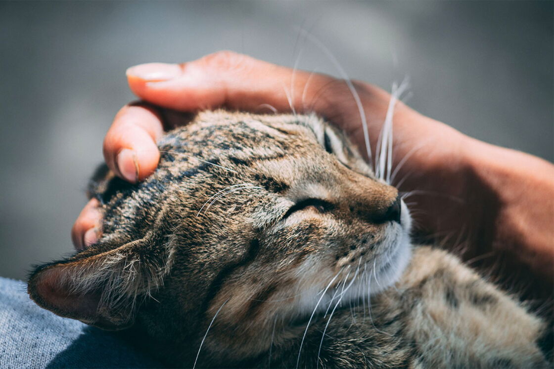 Schmusetiger Diese 5 Katzenrassen kuscheln besonders gerne
