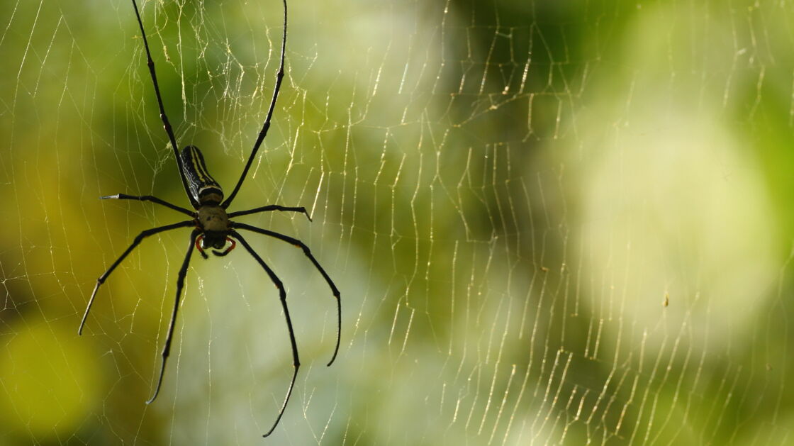 This is how many spiders you really swallow in your sleep