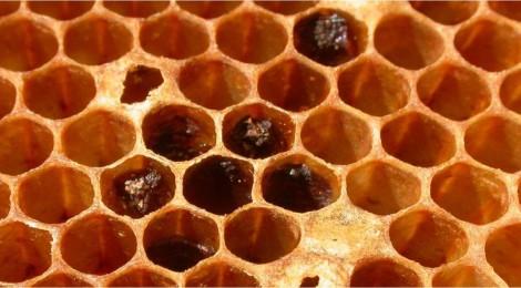 American Foulbrood – CAPA