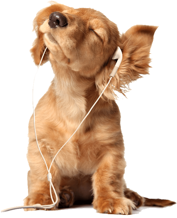 Professional Dog Grooming & Boarding in Vallejo, CA California