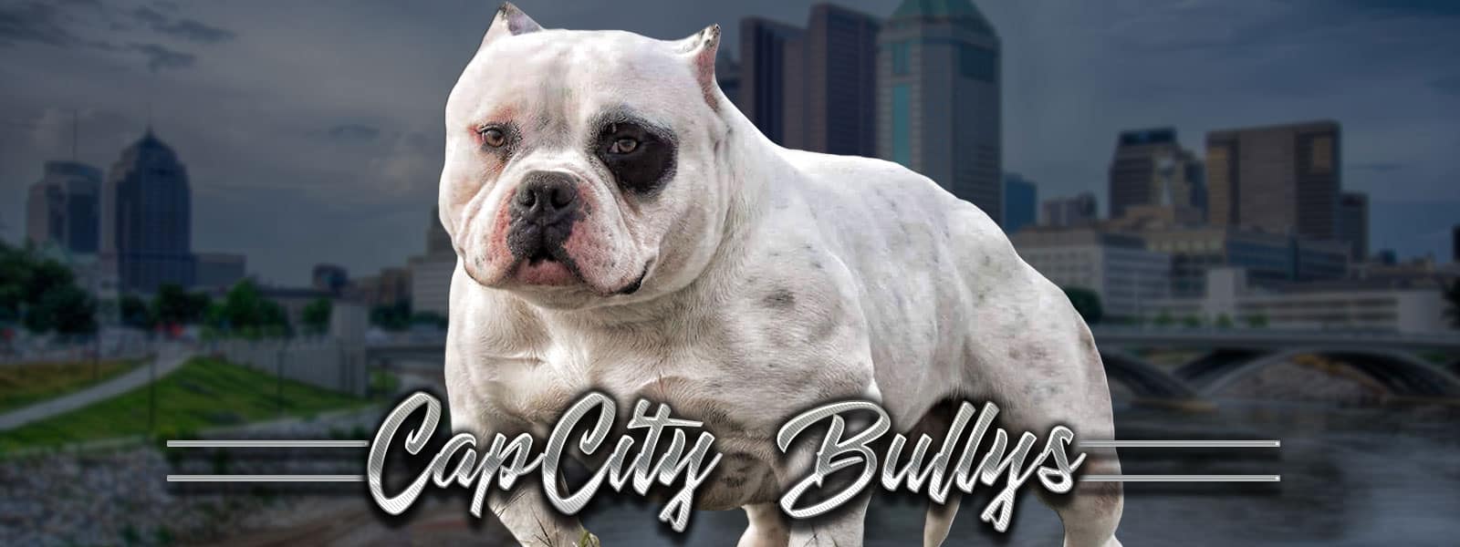Pocket American Bully Breeder in Columbus, Ohio ABKC & UKC