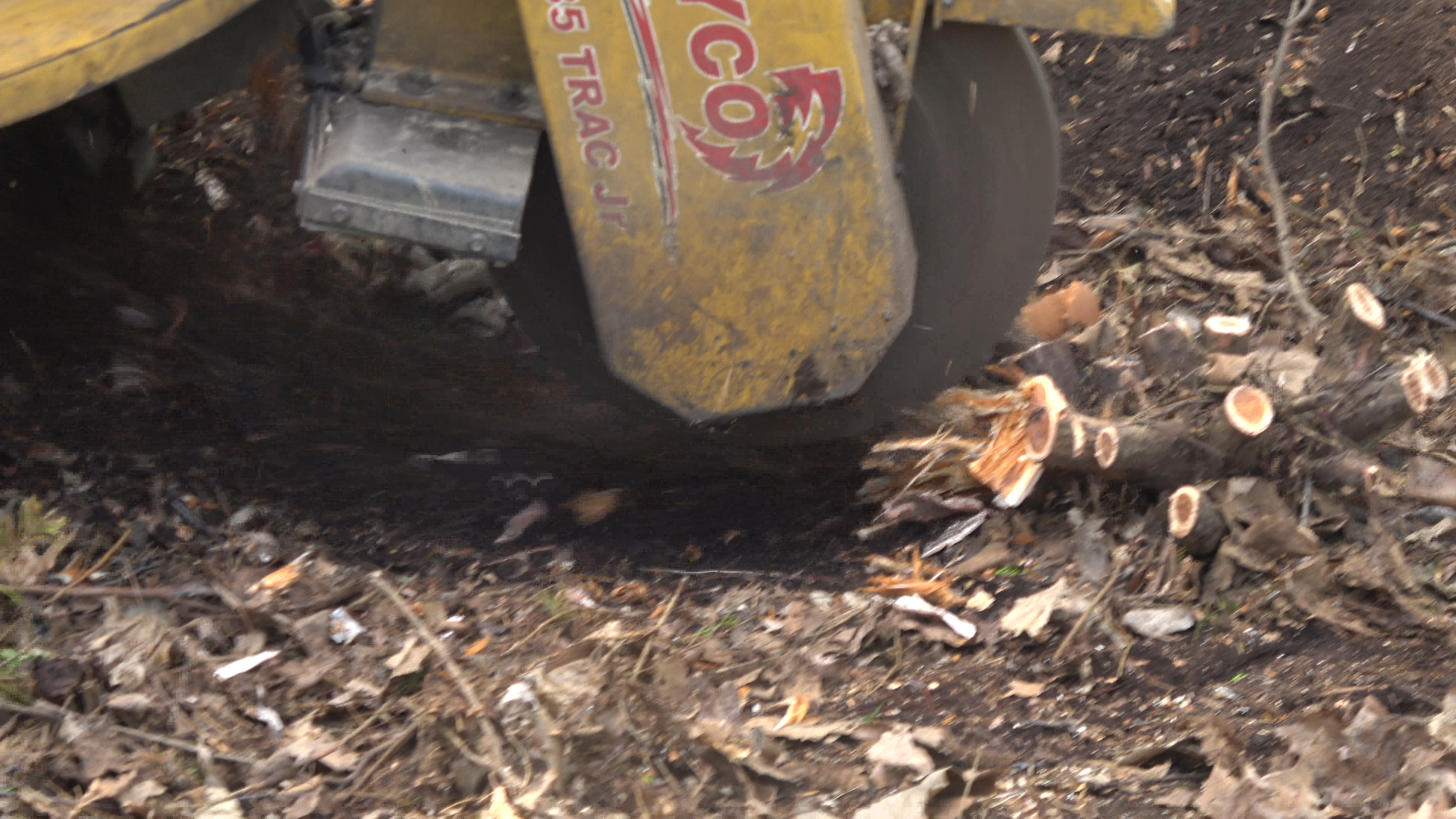 Stump Grinding & Removal Madison's 1 Tree Service Co.