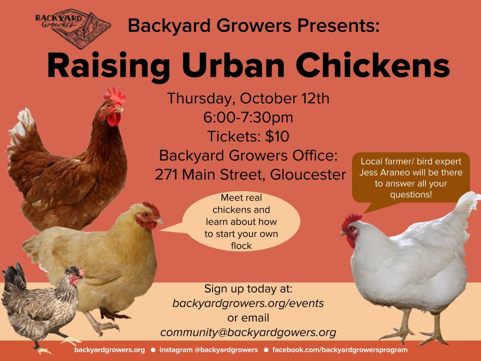Backyard Growers Presents Raising Urban Chickens Cape Ann Community