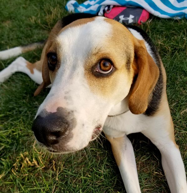 the best dogfriendly restaurants on cape cod