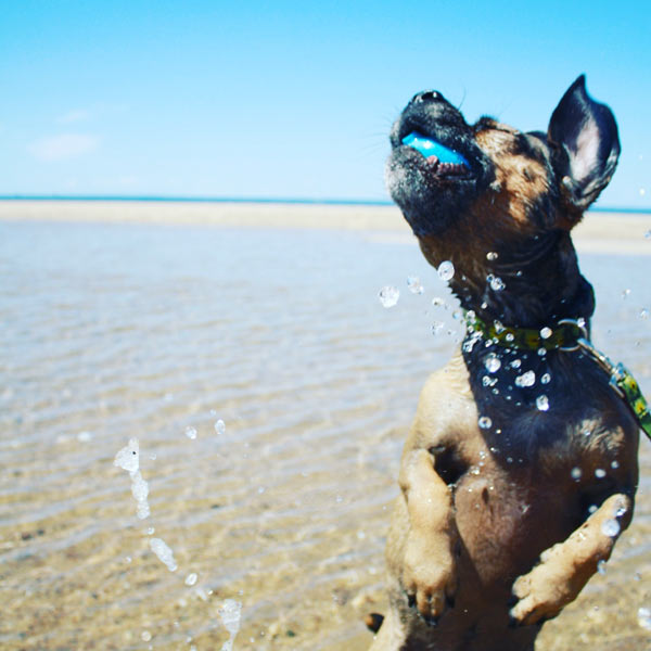 Are Dogs Allowed On Cape Cod Beaches