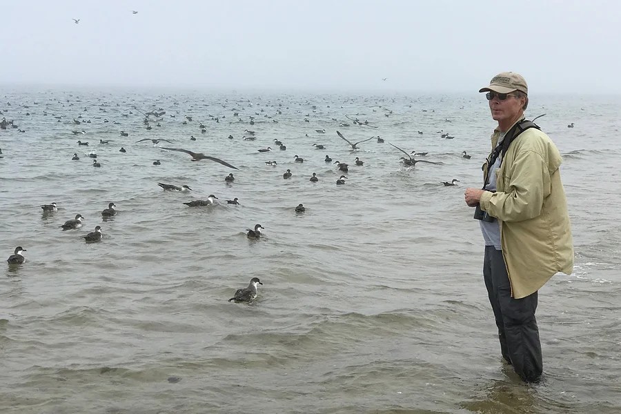 About Cape Cod Birds