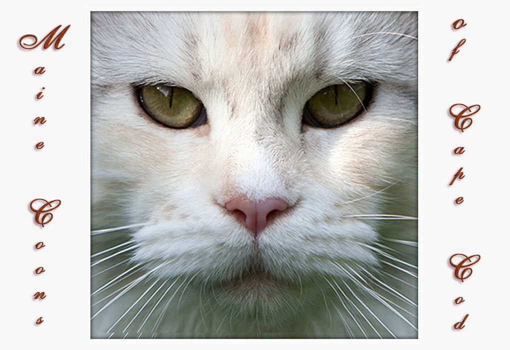 ***Cape Cod's Maine Coon Cattery