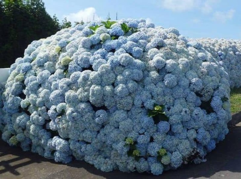 Hydrangea University The Cape Cod Hydrangea Society
