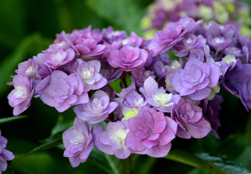 Grow The Cape Cod Hydrangea Society
