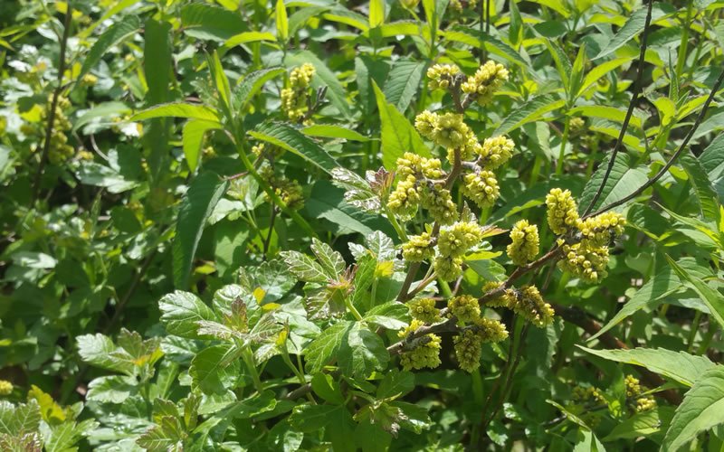 Fragrant Sumac Cape Cod Native Plants