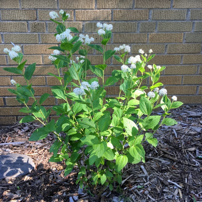 New Jersey Tea Cape Cod Native Plants