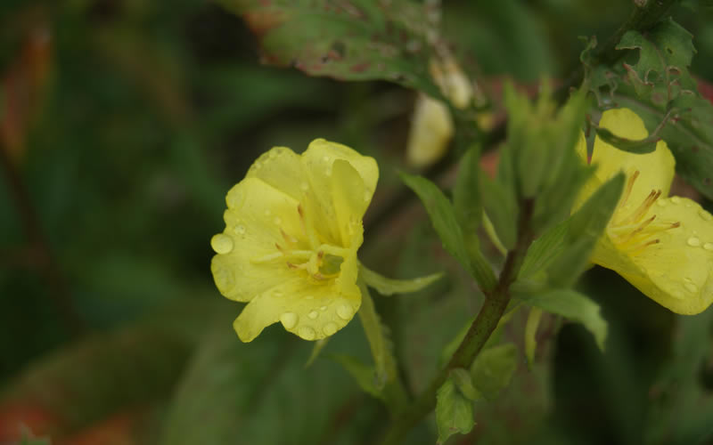 Evening Primrose Cape Cod Native Plants