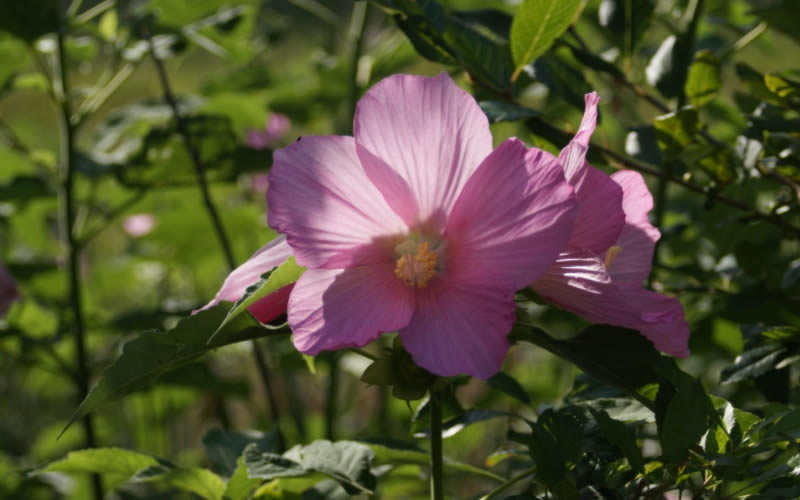 Rose Mallow Cape Cod Native Plants