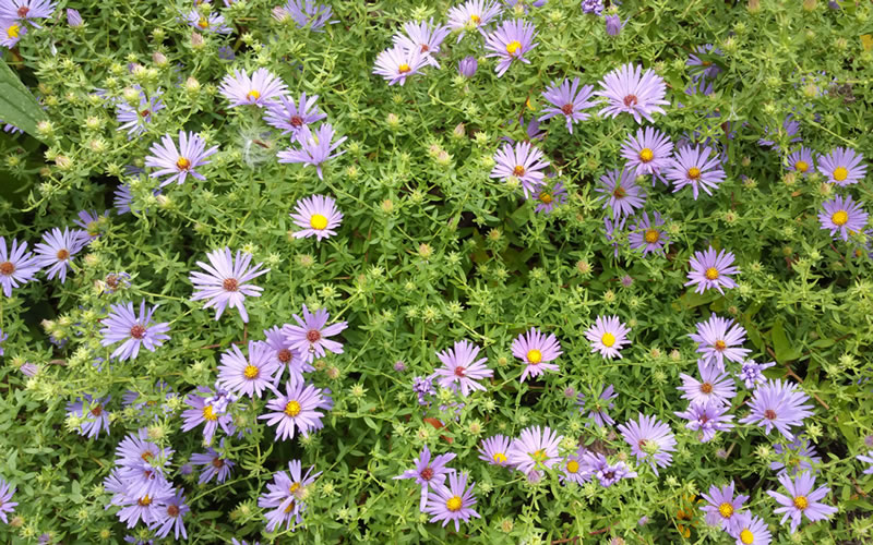 Aromatic Aster Cape Cod Native Plants