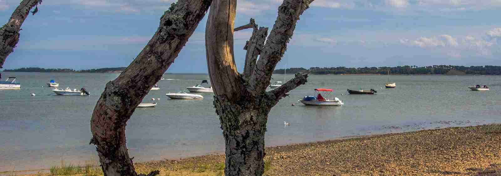 Cape Cod EventsPleasant Bay Cape Cod Star