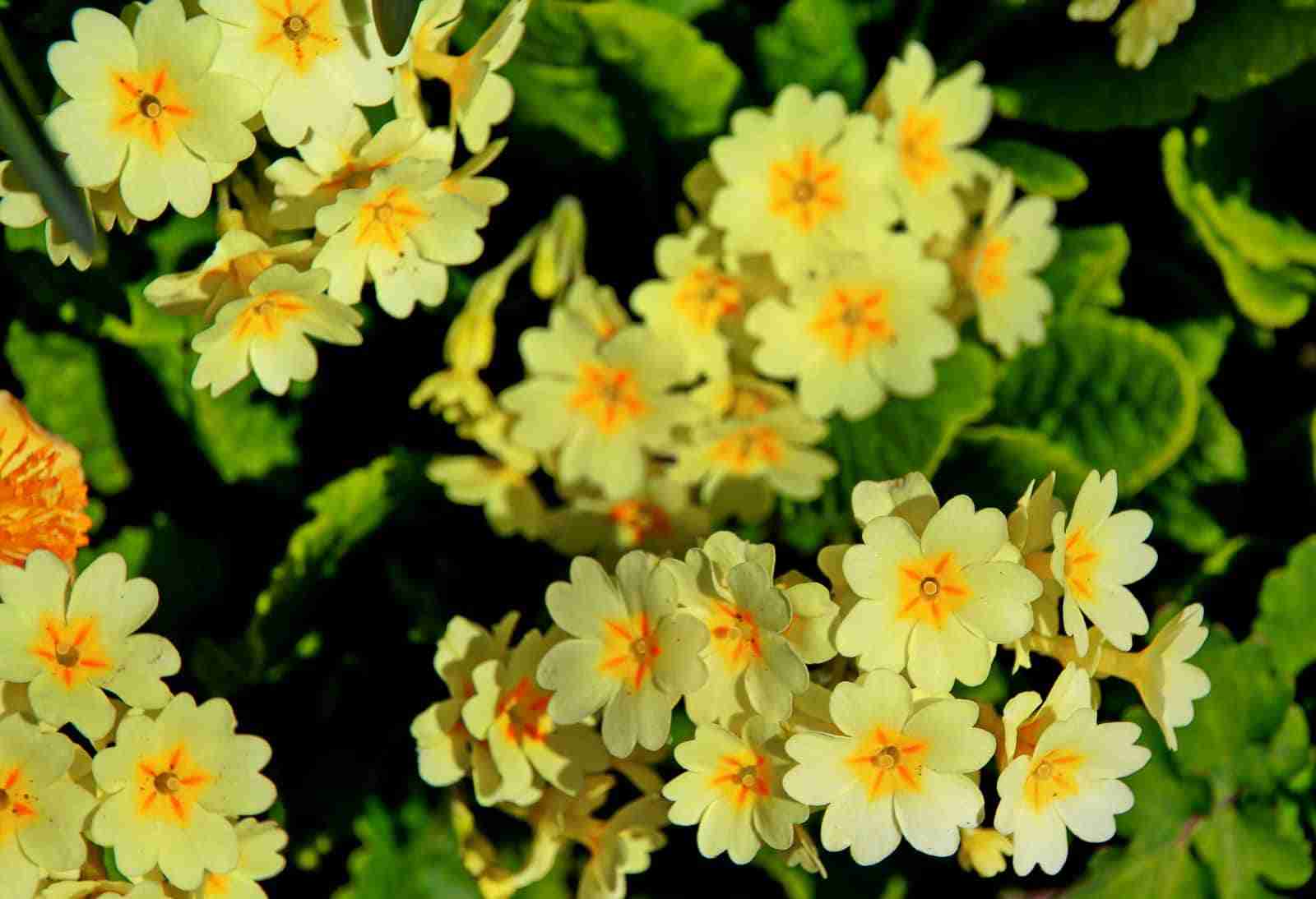 Plant & Bake Sale Cape Cod Star